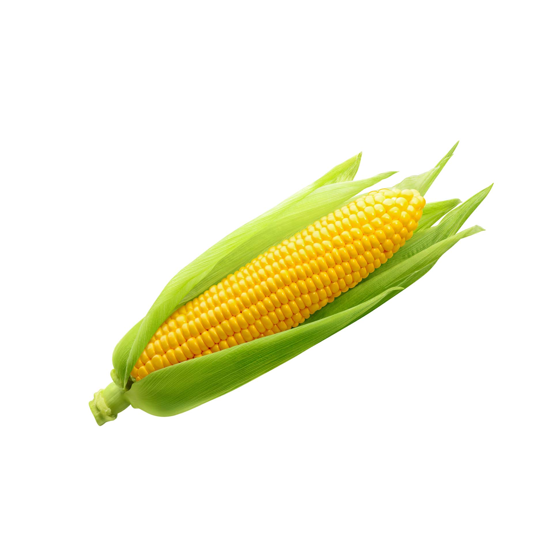 Picture of maize